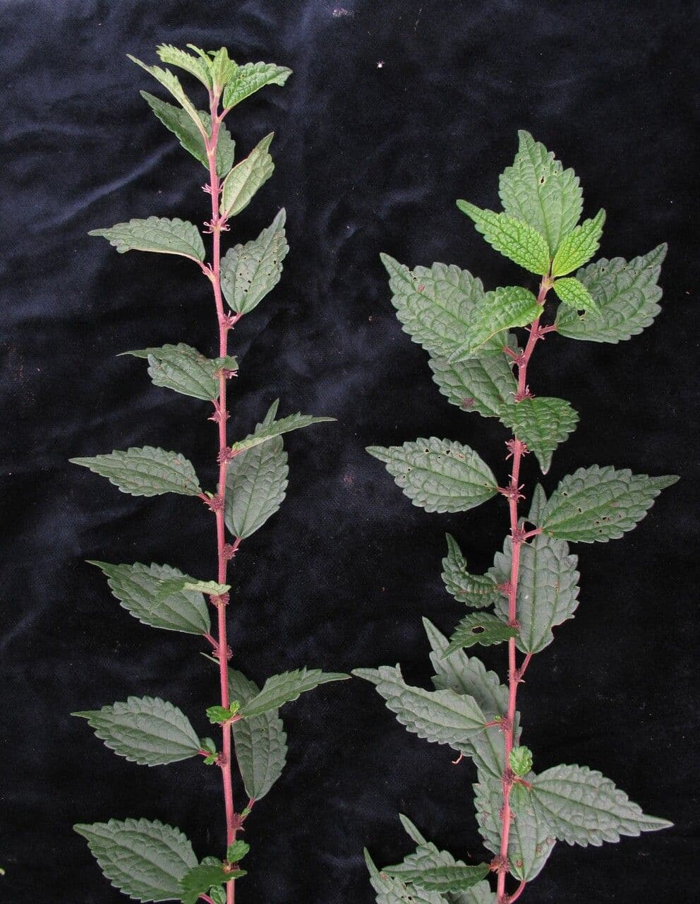 Boehmeria clidemioides 2