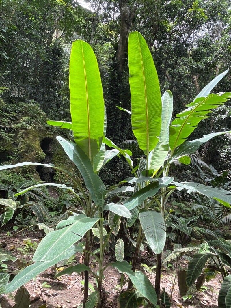 Banan fieristico 11