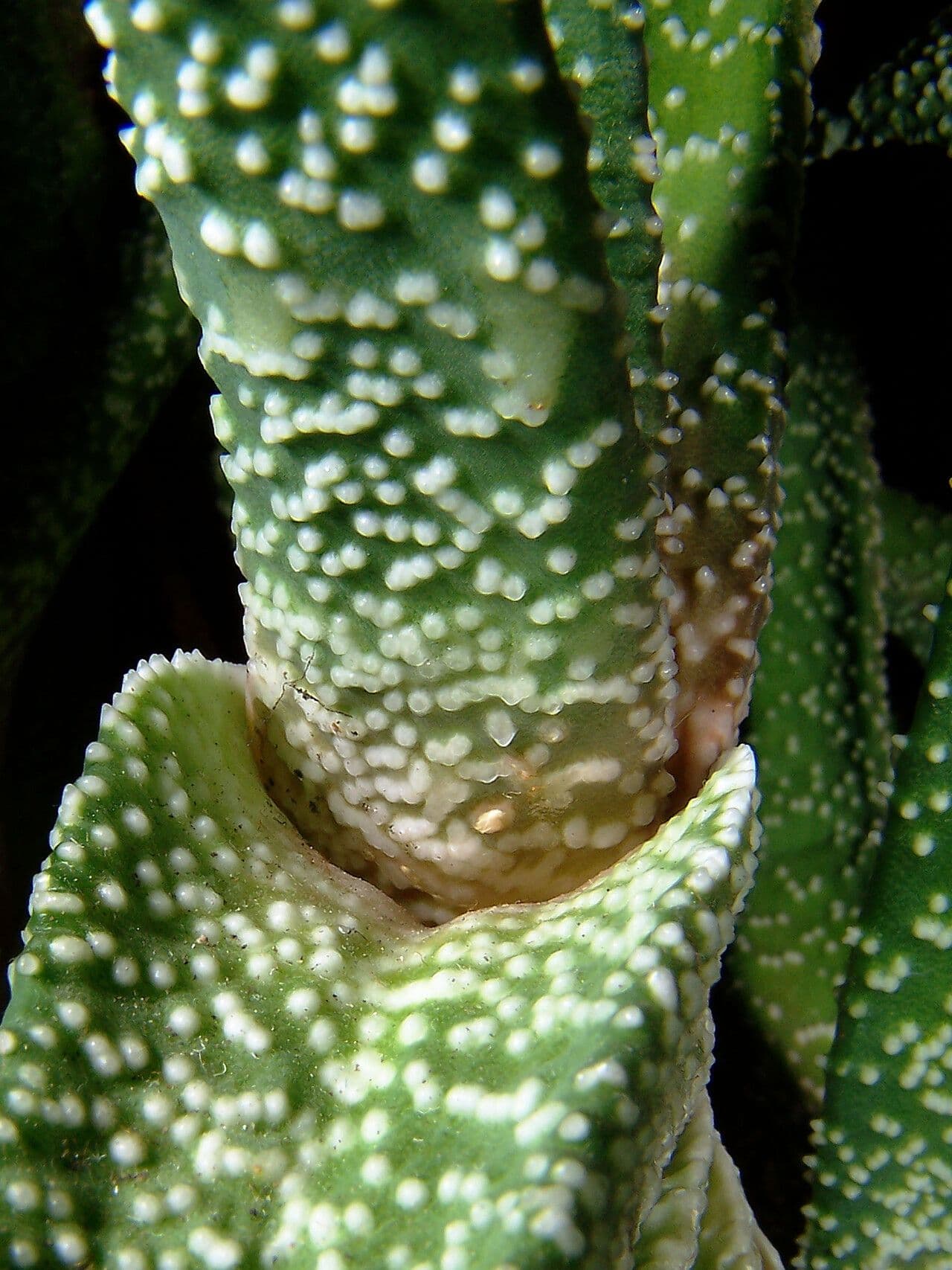 Gasteria 16