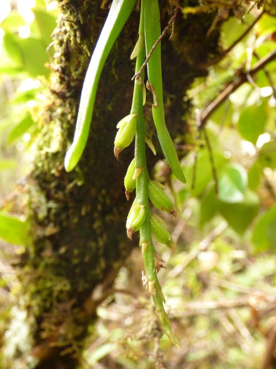 Bulbophyllum 4