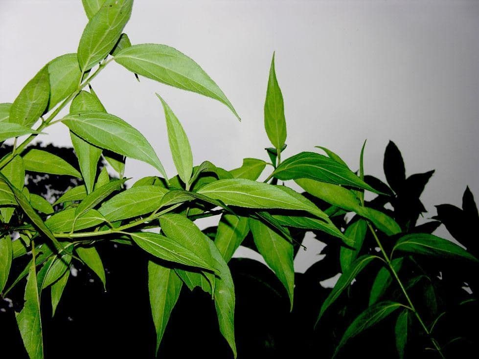Zexmenia 14