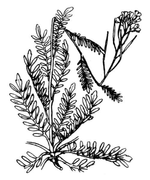 Cardamine parviflora 27