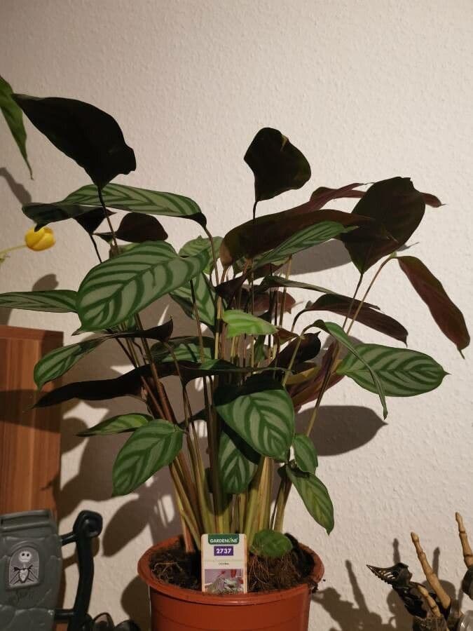 Ctenanthe setosa 6