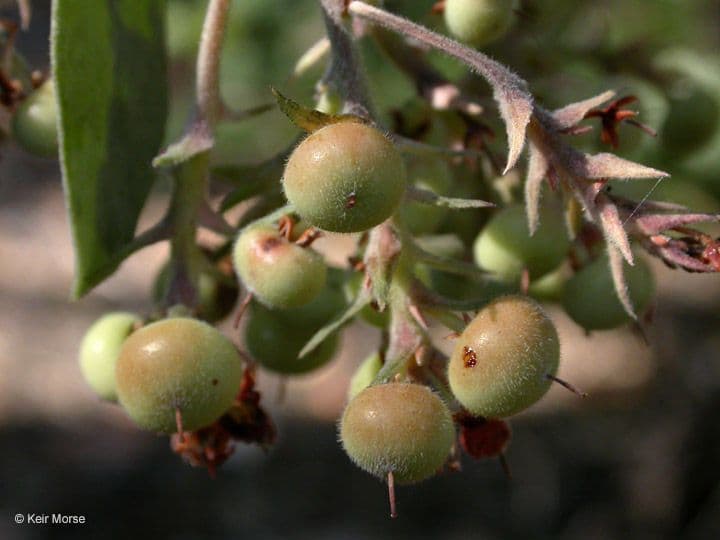 Arctostaphylos 5