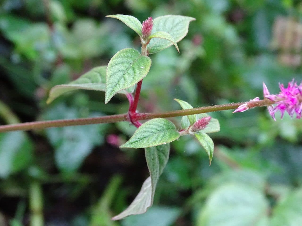 Achyranthes aspera 17