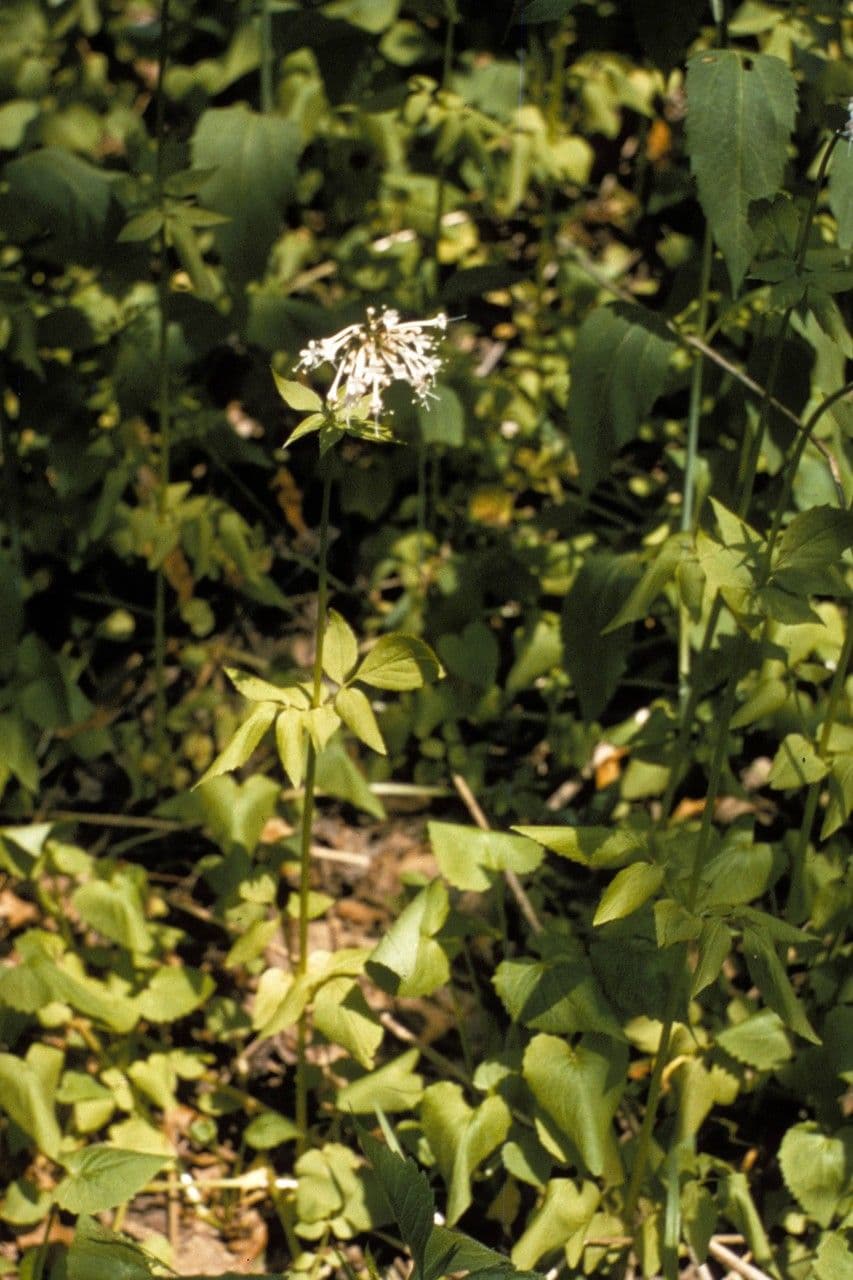 Valeriana pauciflora 7
