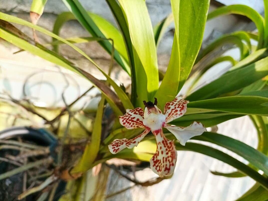 Orchidea 3