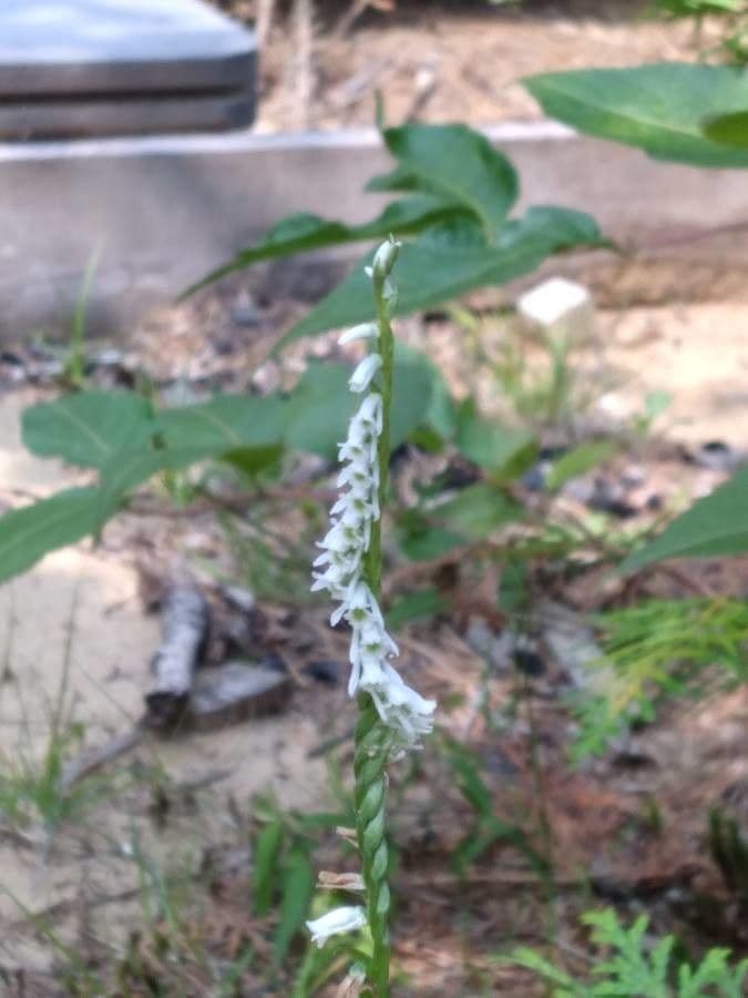 Spiranthes lacera 5