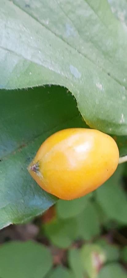 Prosartes
