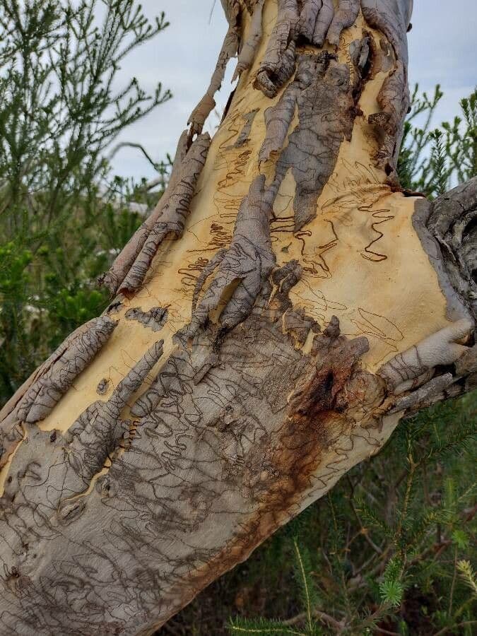 Gezeichneter Eukalyptus 5