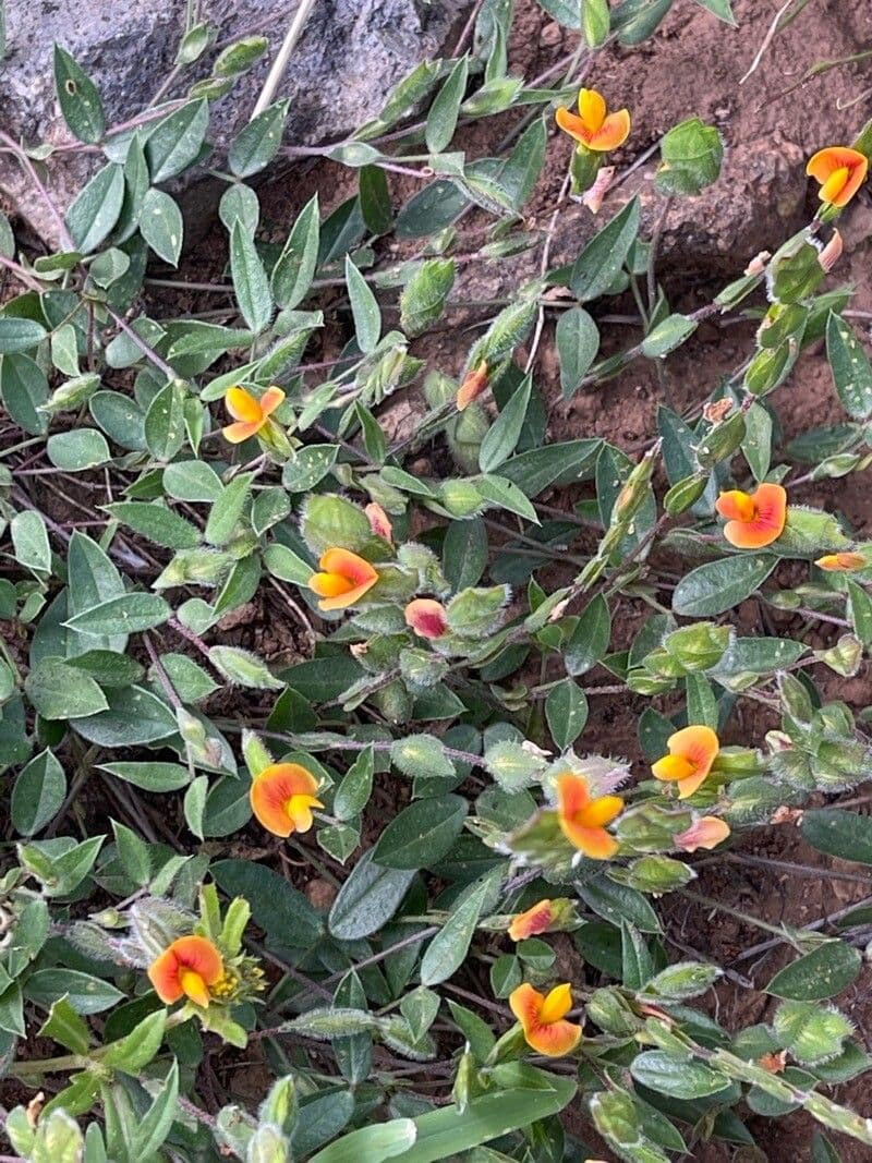 Zornia reticolata 15