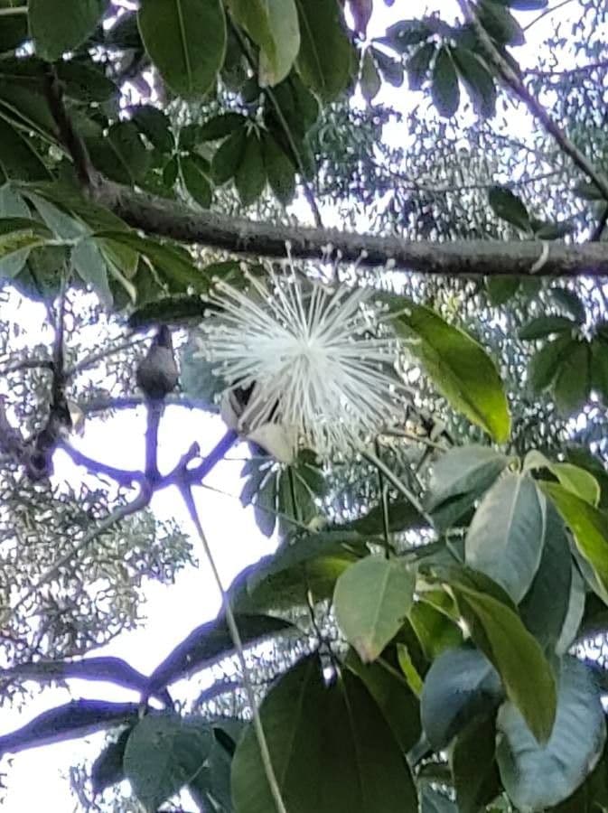Pseudobombax grandiflorum