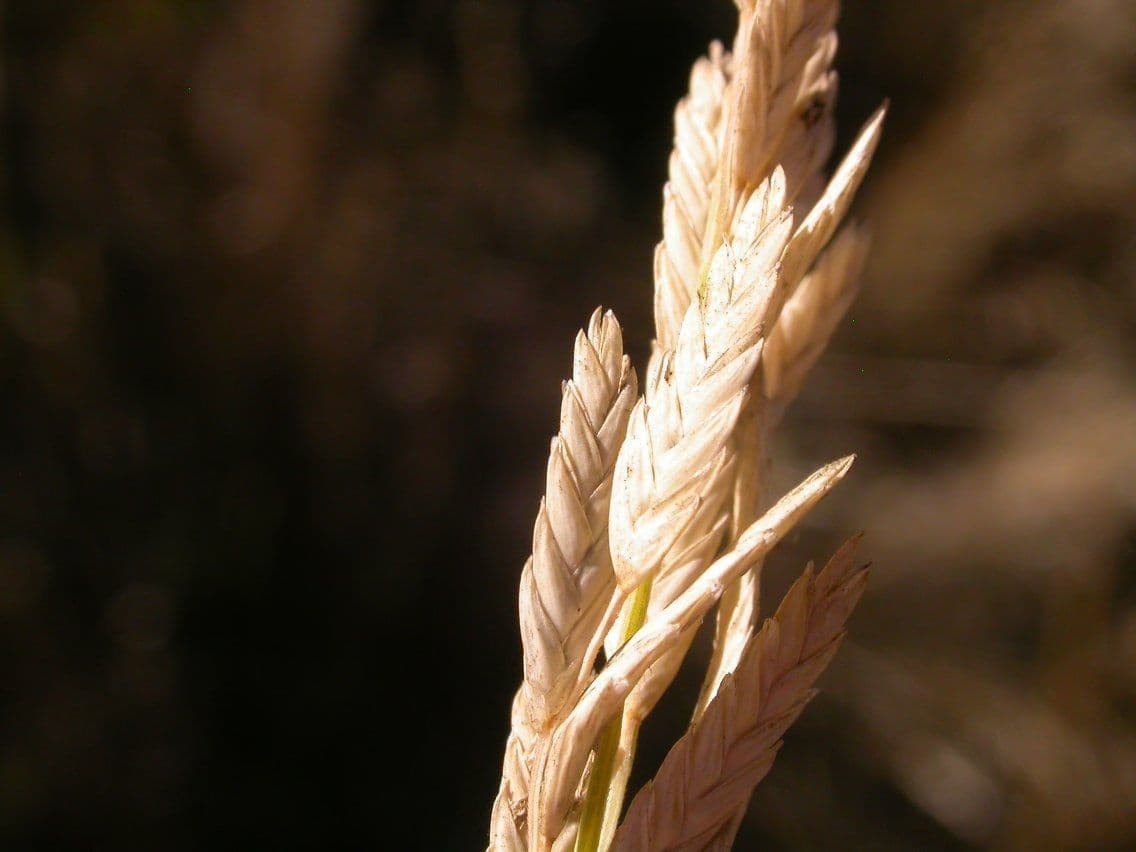 Distichlis spicata 4
