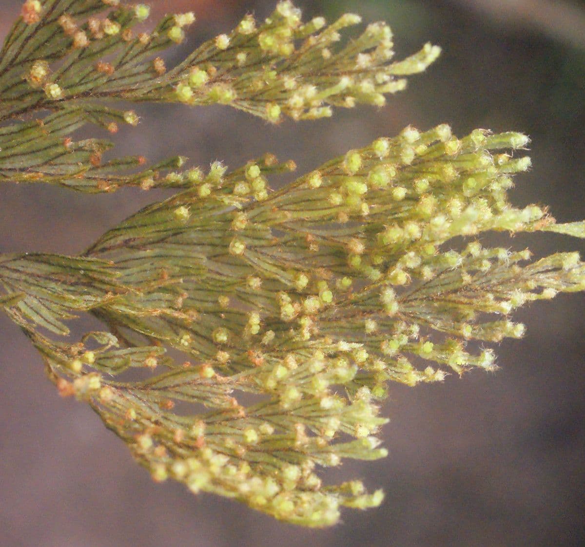 Hymenophyllum 5