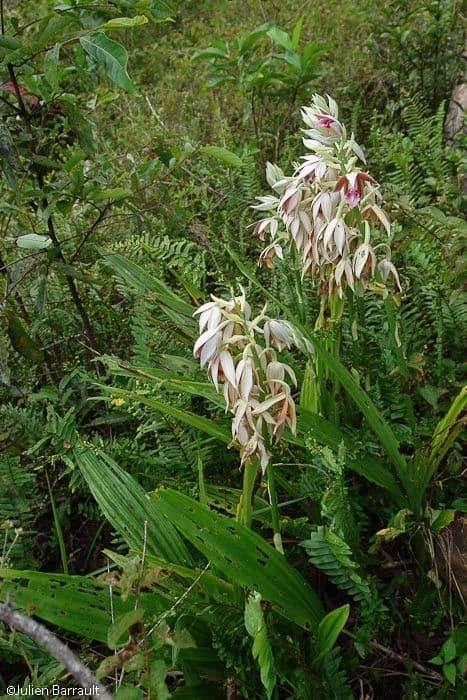 Phaius di Tankerville 10