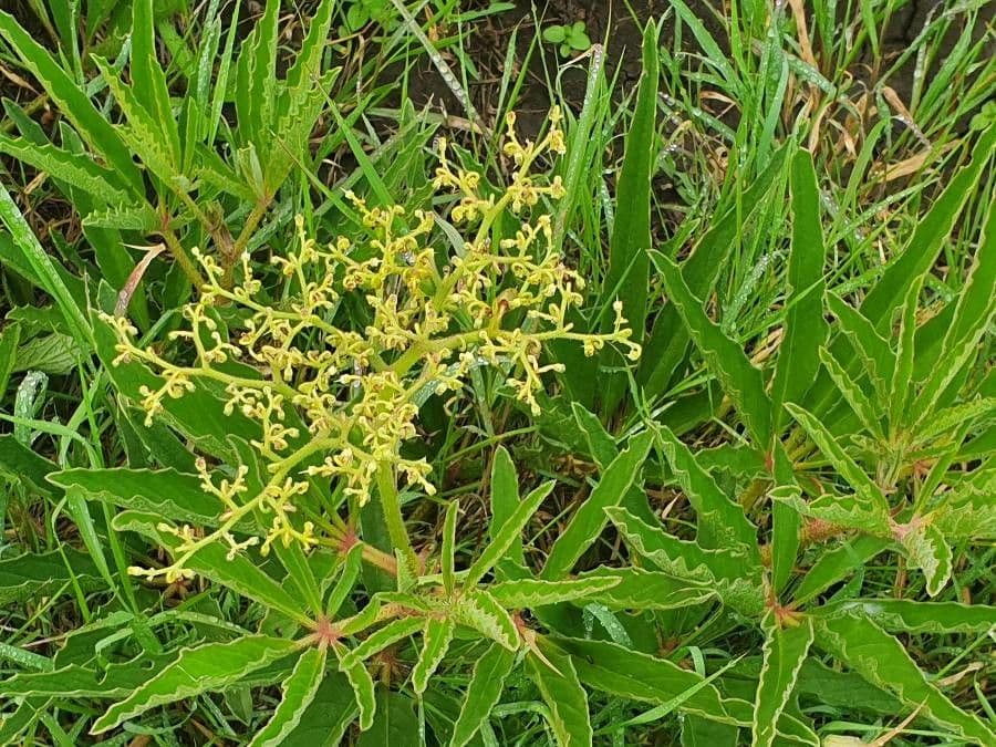 Cyphostemma 8