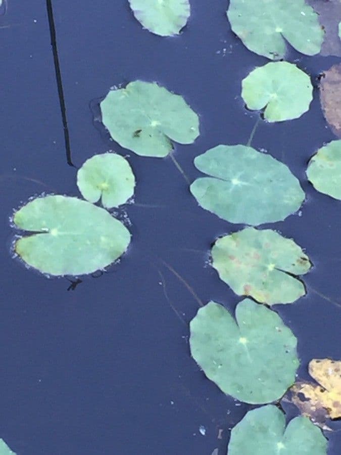 Ninfea tetragona 12
