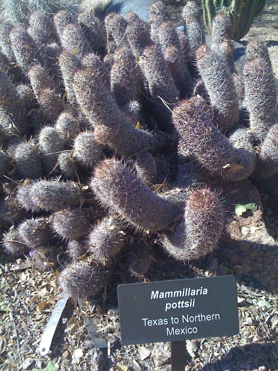 Cactus Mammillaria à queue de rat 5