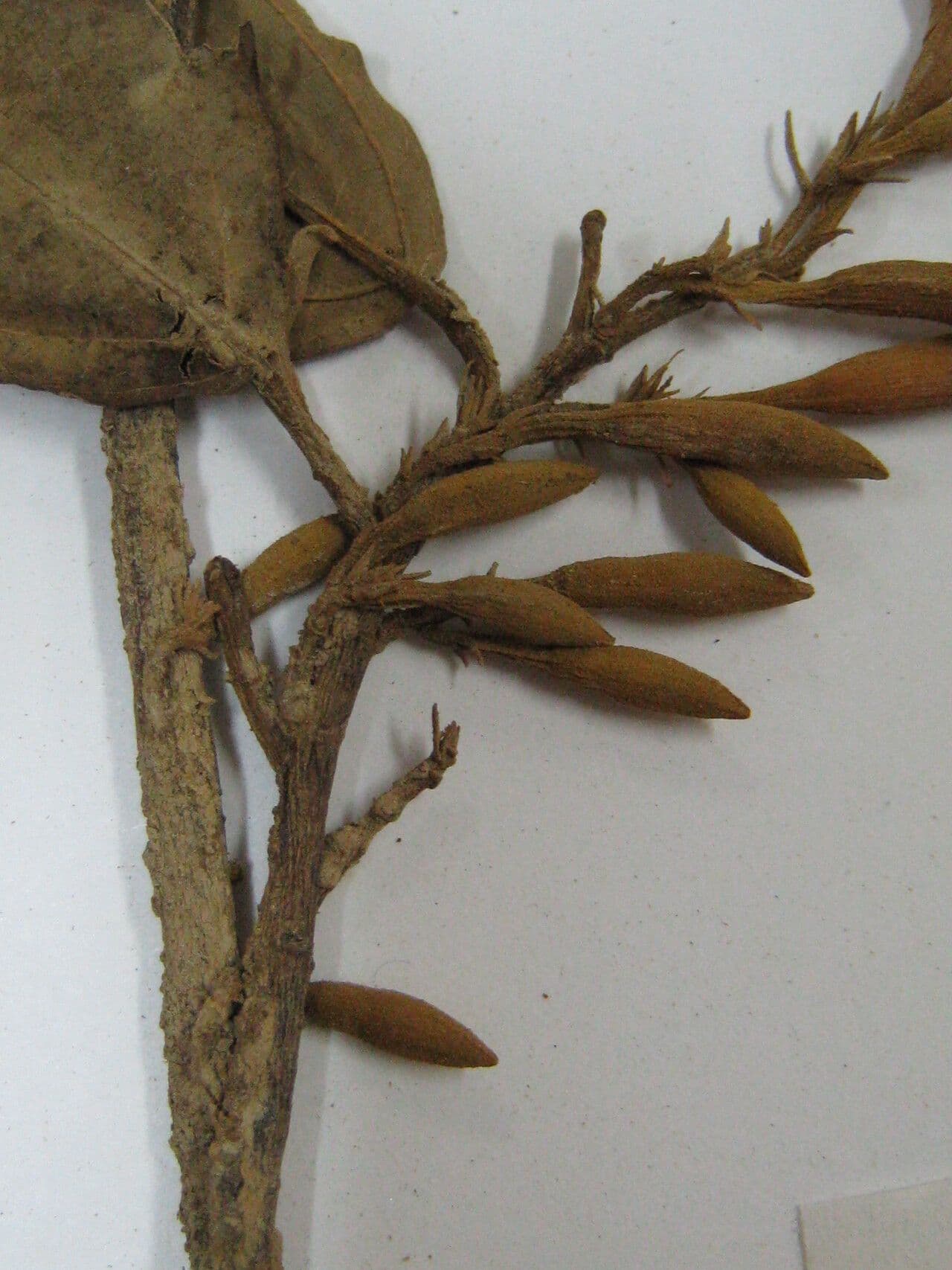 Quararibea