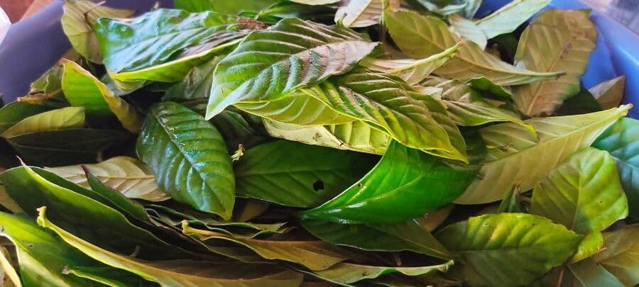 Psychotria 7