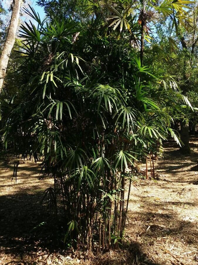 Raphis nana 3