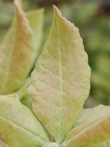 Rododendro 13