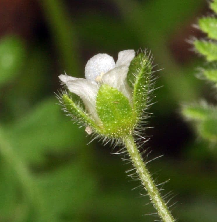 Eucrypta 8