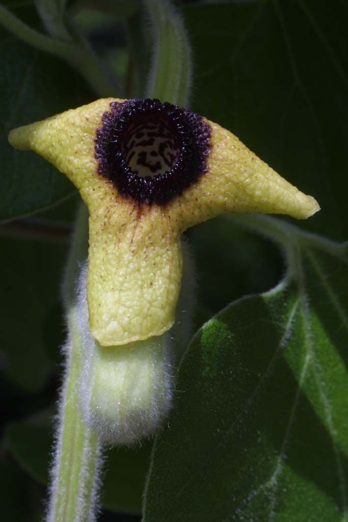 Aristolochia 5