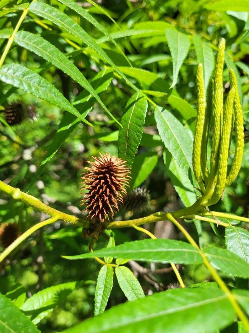 Platycarya strobilacea 3
