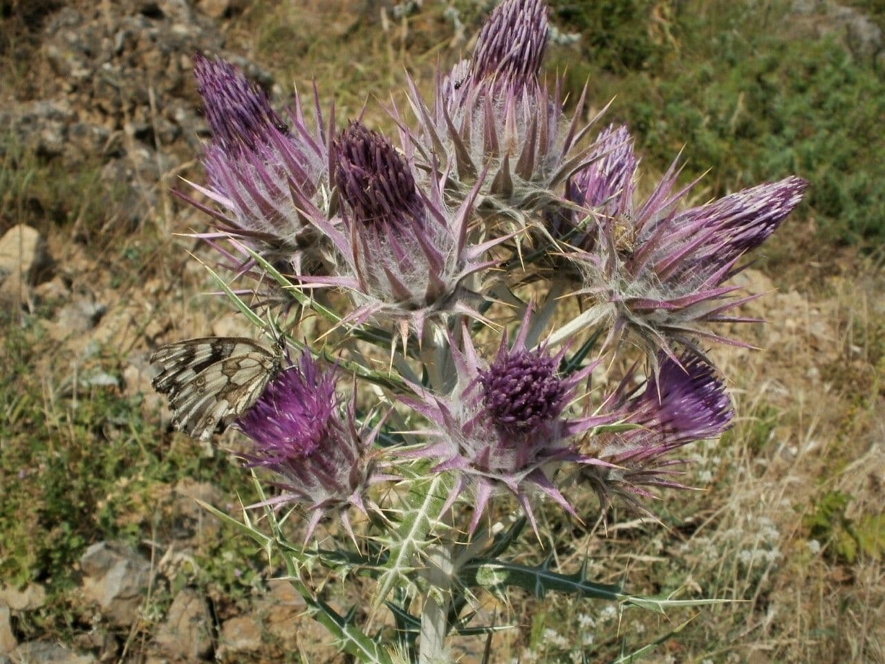 Cardo greco 4