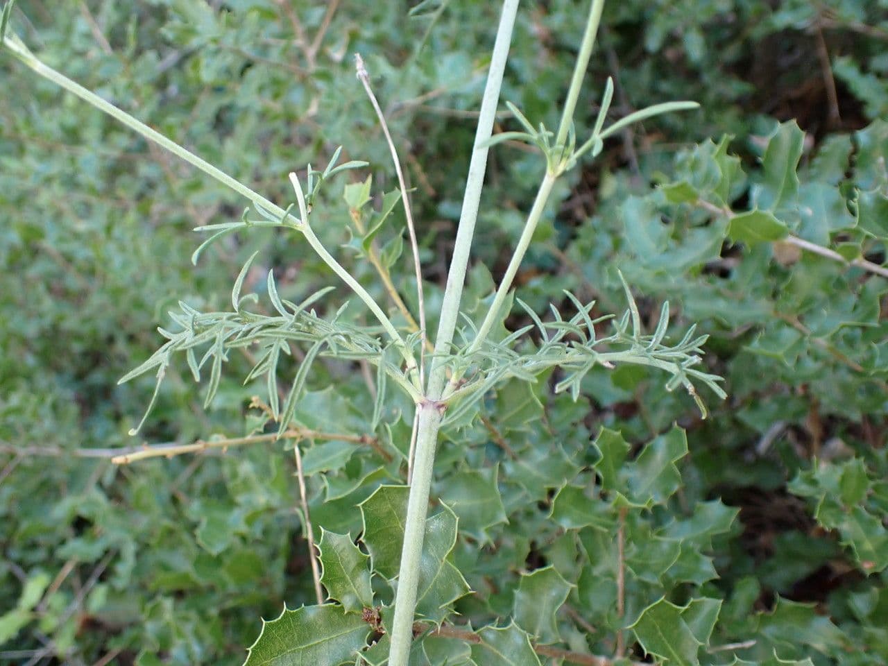 Vedovina cinerea 17