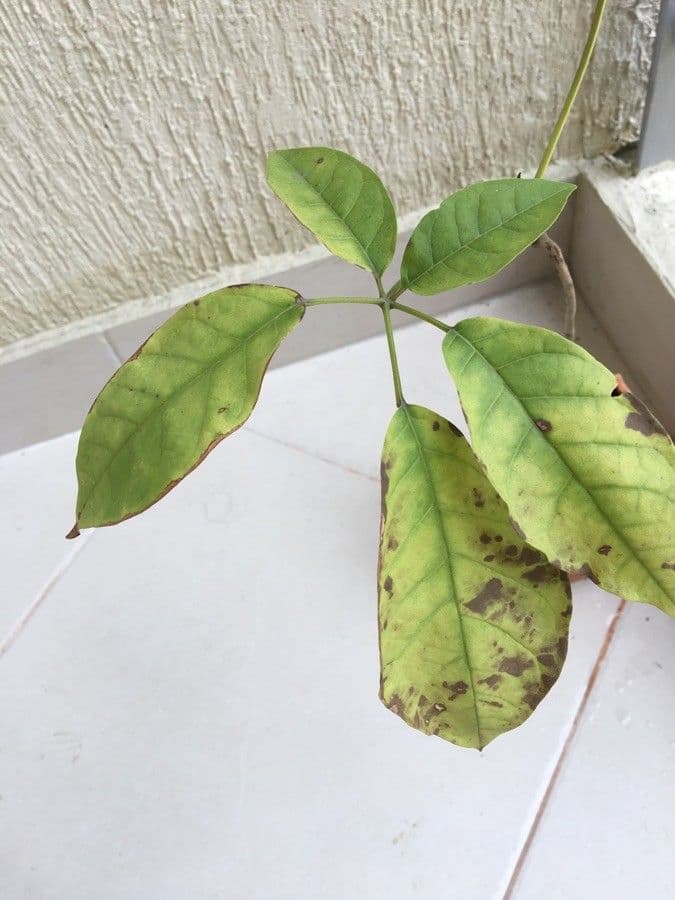 Tabebuia 20