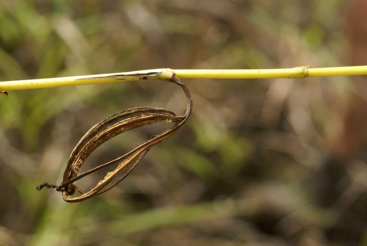 Arundina 5