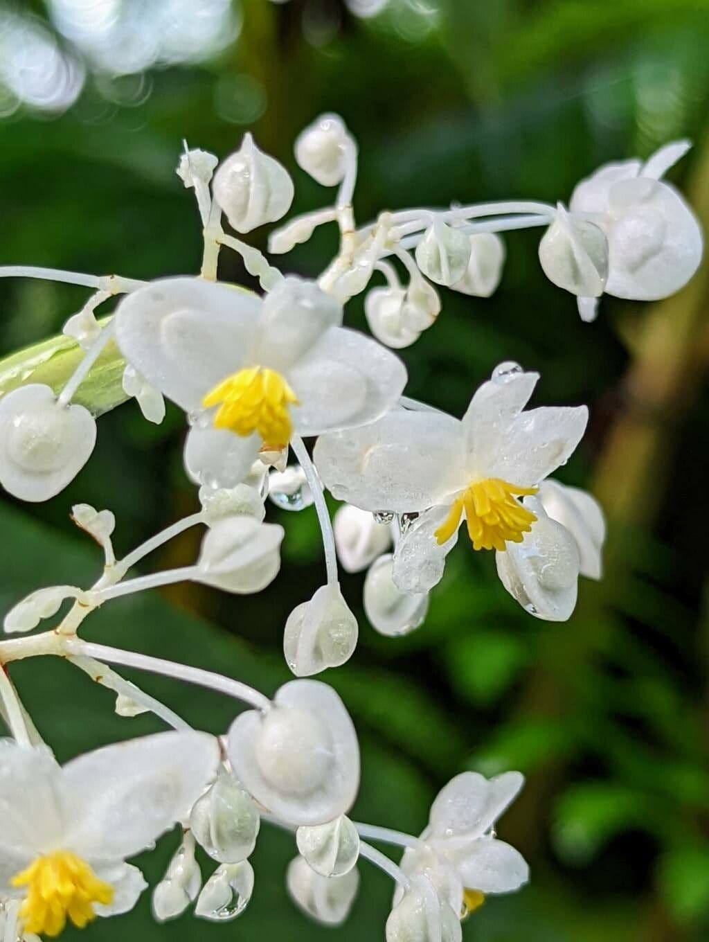 Begonia 3