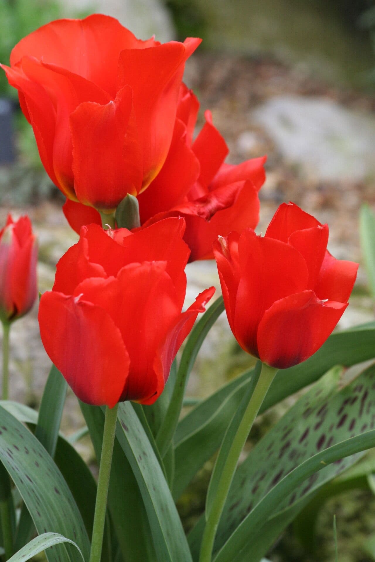 Tulipano 4