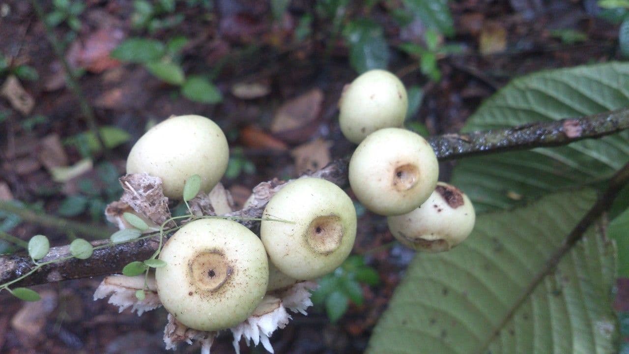 Siparuna pauciflora 3