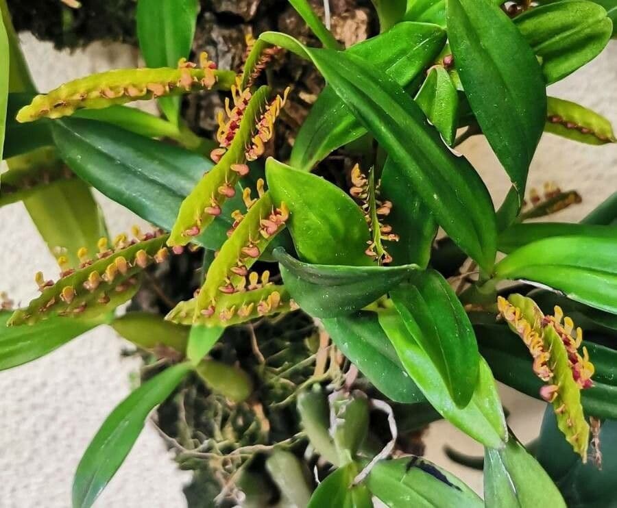 Bulbophyllum 8