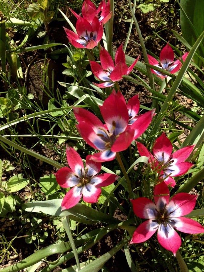 Clusius-Tulpe 5