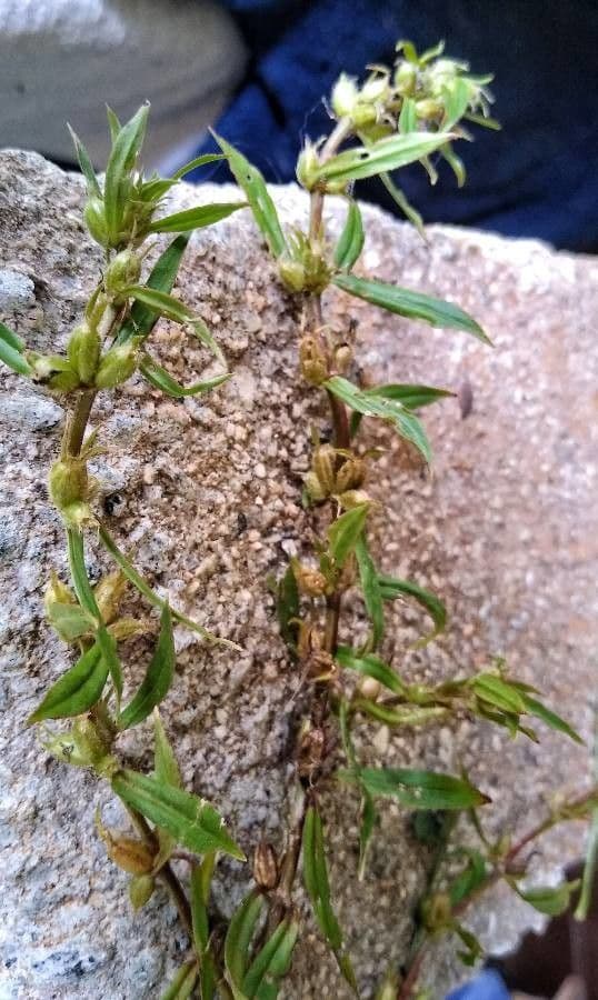 Diodia virginiana 3