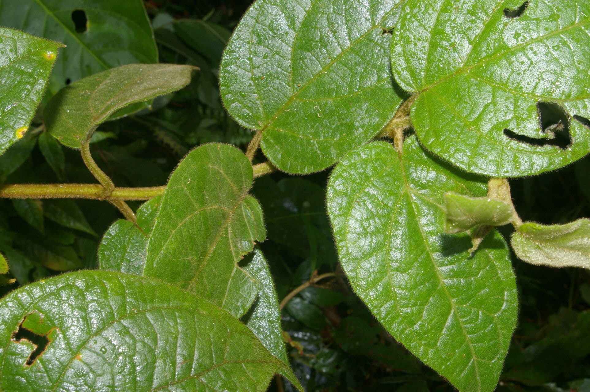 Mikania banisteriae 3