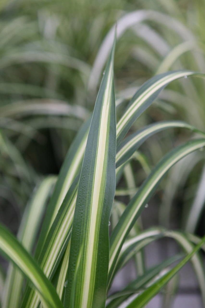 Chlorophytum 22
