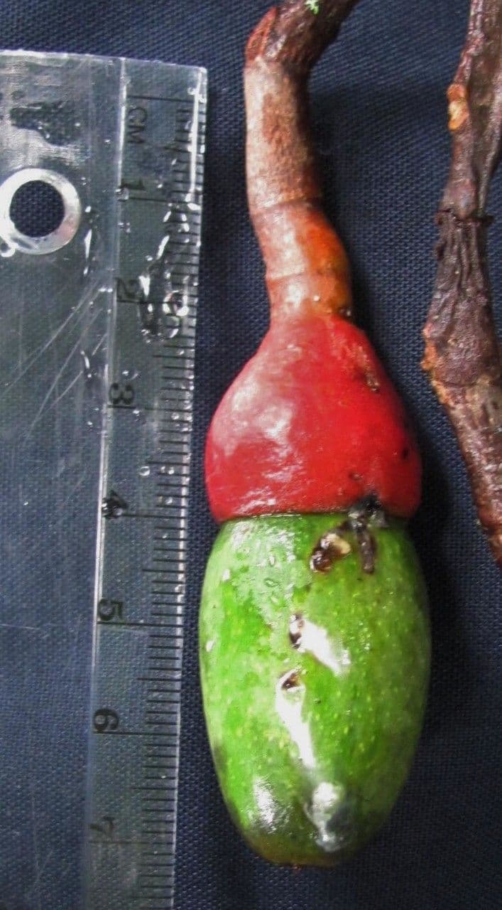Ocotea 4