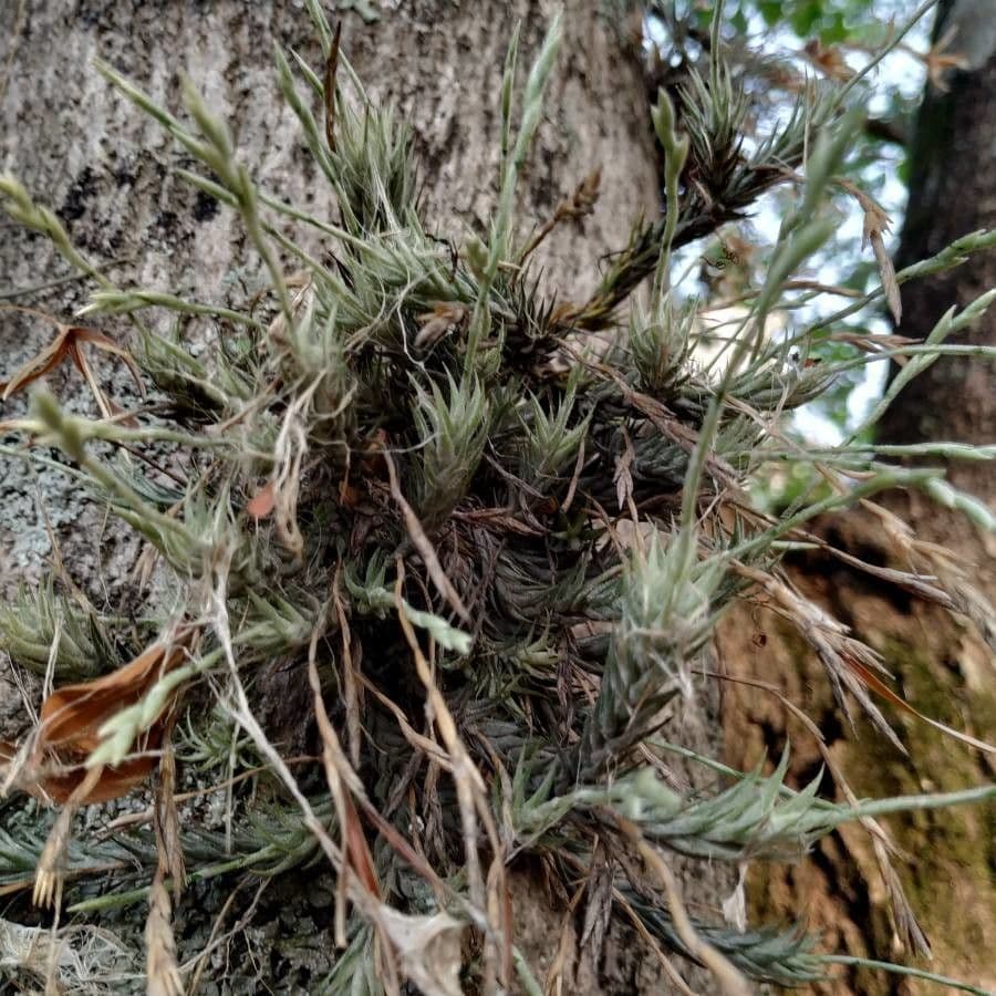 Tillandsia 11
