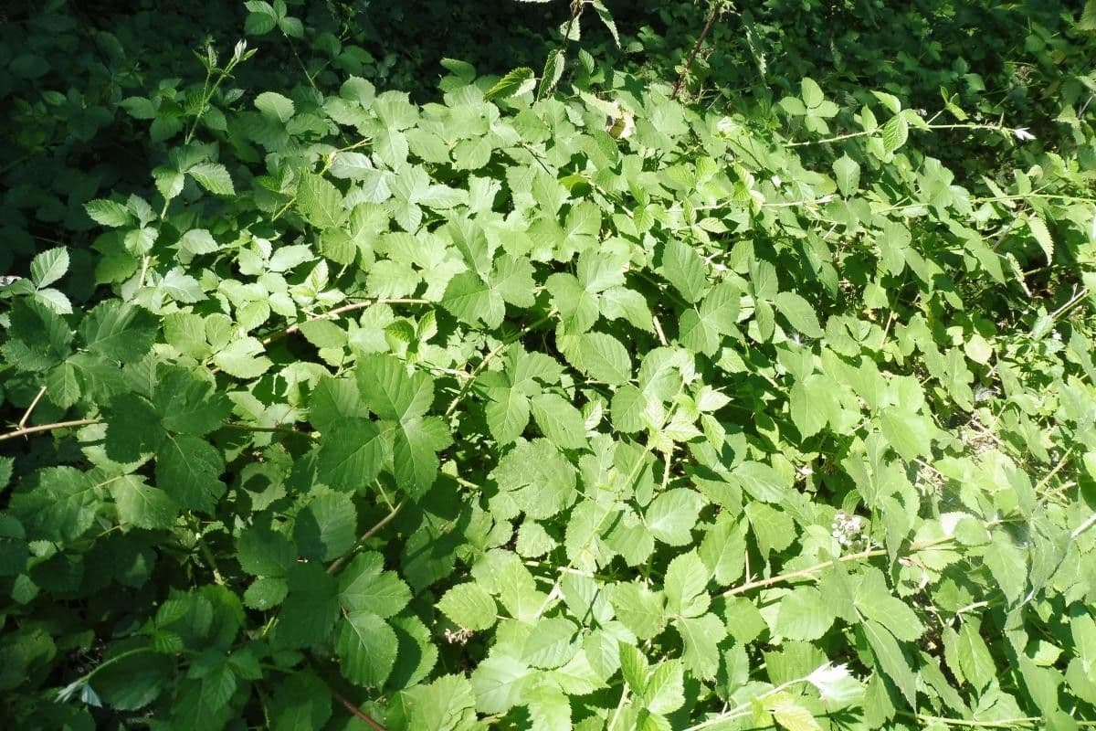 Rubus nemorosus 12