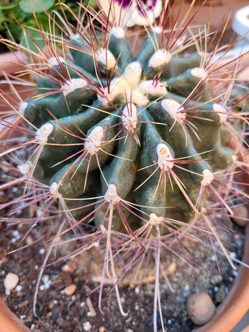 Cactus barile uncinato 11