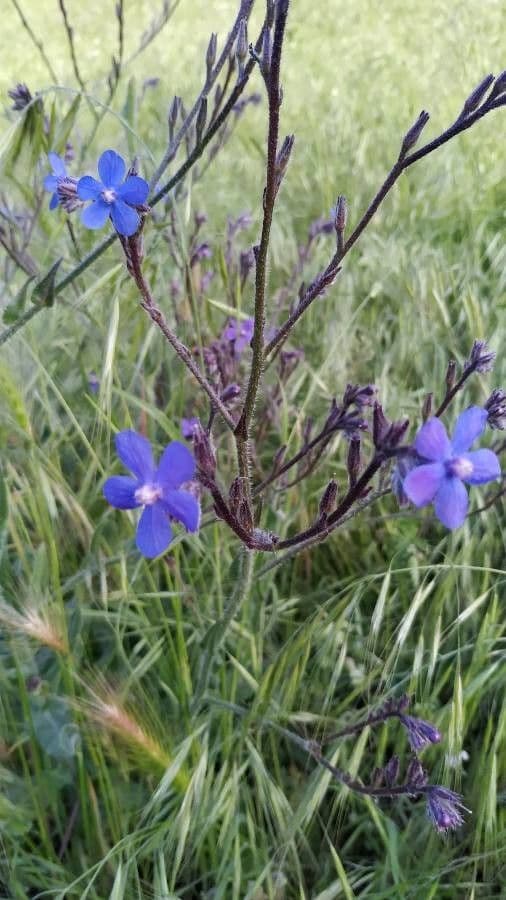 Lingua di bue officinale 30