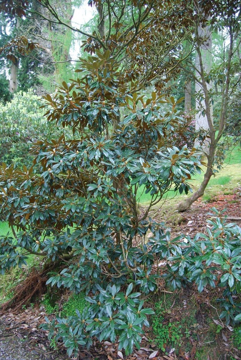 Rododendron Bureava 7
