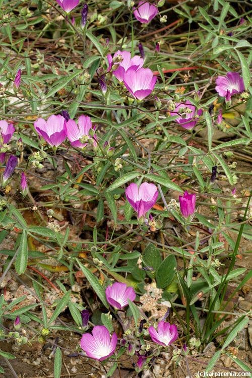 Sidalcea cerosa 8