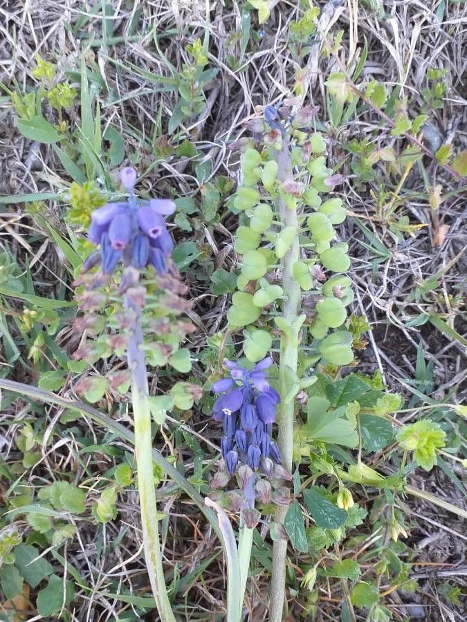 Szafirek miękkolistny 2