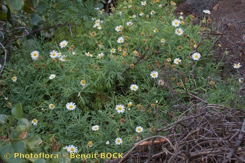 Argyranthemum 10